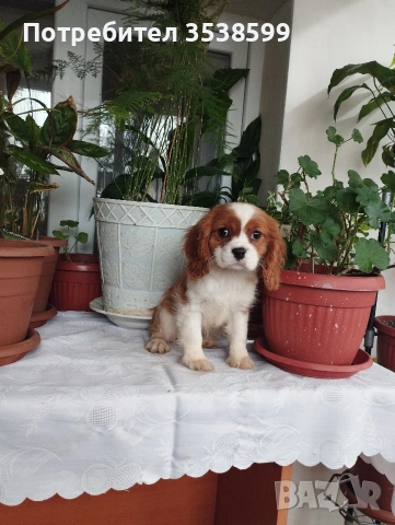 Кавалер Кинг Чарлз Шпаньол , снимка 3 - Кавалер кинг чарлз шпаньол - 52669127