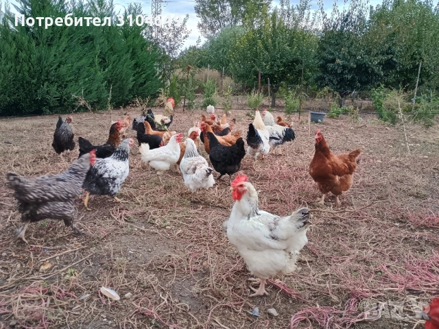 Кокошки, снимка 3 - други­ - 51939883