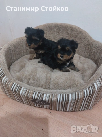 Йоркширски териер , снимка 2 - Йоркширски териер - 53807693