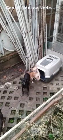 Продавам чихопинчер , снимка 3 - Чихуахуа - 52556034