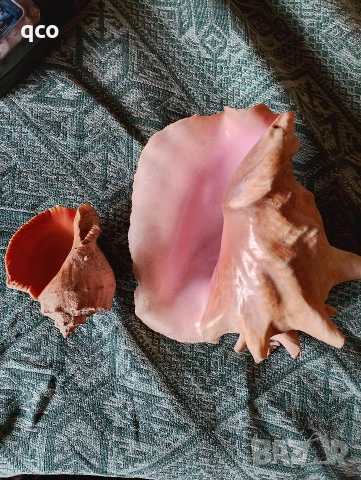 Огромен рапан , снимка 6 - Други - 51950358