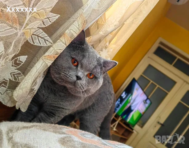 Британска късокосместа котка
