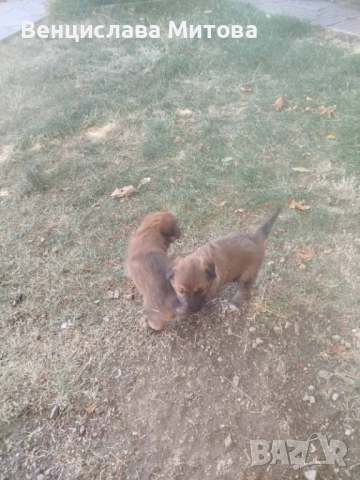 Белгийски оварчици, снимка 1