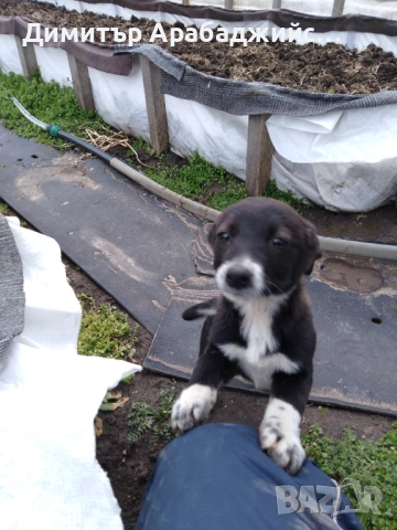 Подарявам малки кученца!, снимка 16 - Други - 53638524