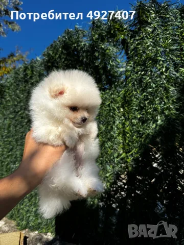 Кученца померан 