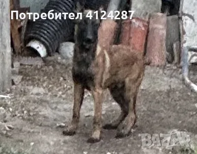 Белгийска овчарка-малиноа, снимка 3 - Белгийска овчарка - 55827142
