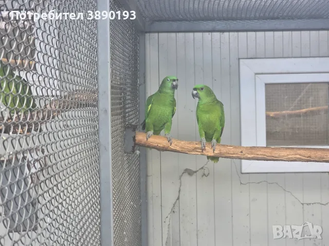 Разнообразие на папагалите амазона, снимка 4 - Папагали - 56068692