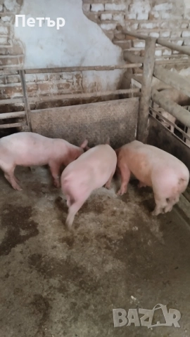 Продавам 10 бр.Прасета бълг.бяла.по 40-45кг.Мъжките са скопени.на изгодна цена.
