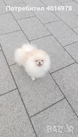Померан Момче с Родословие , снимка 5 - Померан - 53691313
