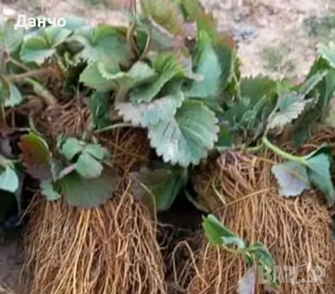 Продавам разсад-ягоди малини лозе алое Вера маруля стари сортовете семена картофи и де, снимка 8 - Разсади - 52299966