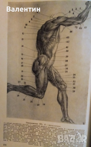 Пластична анатомия на човека и на четириногите животни и птици на руски език, снимка 7 - Специализирана литература - 52045113