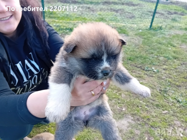 Акита ину, снимка 5 - Акита ину - 52964150