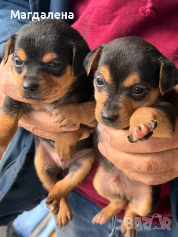 Мъжки и женски Джак Ръсел