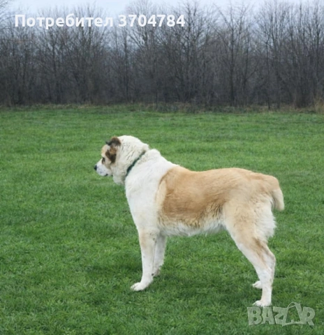 Продавам Сао алабай , снимка 2 - Алабай - 53513823