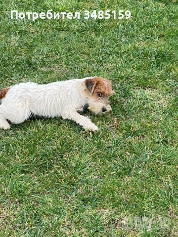 Парсън Ръсел Териер , снимка 2 - Джак ръсел териер - 47713816