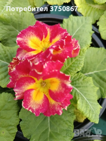 🌿💞🌸 Кичеста иглика, тип розичка, снимка 8 - Градински цветя и растения - 53068918