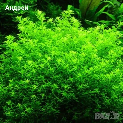 Микрантемум микрантемоидес