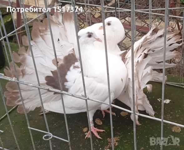 Двойка гълъби фенерлии 