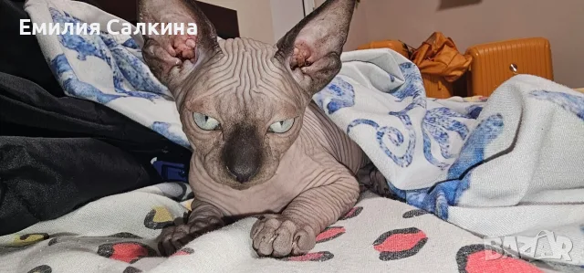 Канадси сфинкс женска, снимка 9 - Сфинксове - 56074362