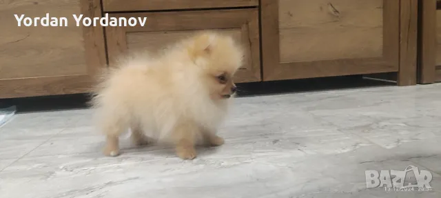 Мини Померан , снимка 1