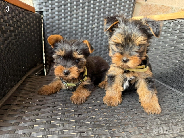 Йоркширски териер Актуално от 19.12.2025, снимка 6 - Йоркширски териер - 52839494