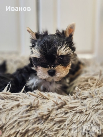Мини момче , снимка 5 - Йоркширски териер - 53724631