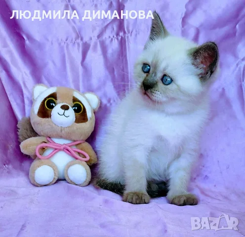 Шотландско момиче със сини очи. , снимка 11 - Британска късокосместа - 56358555