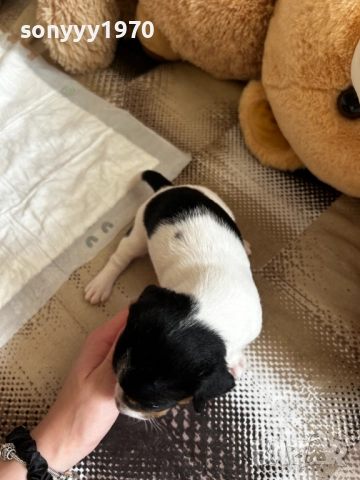 ДЖАК РЪСЕЛ 250ЛВ ЗА БРОЙ 1209252014, снимка 17 - Джак ръсел териер - 51694568