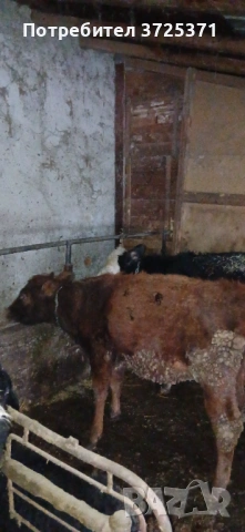 Продавам 5 бр женски телета , снимка 5 - Крави - 53506529