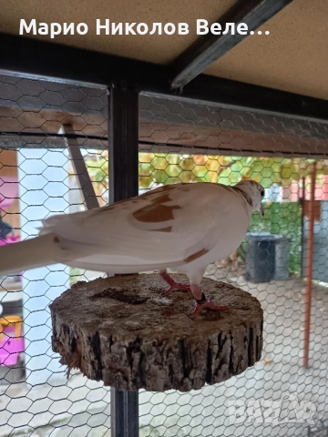 гугутки смехурки , снимка 7 - Гълъби - 52550070