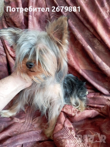 Йоркширски териер , снимка 3 - Йоркширски териер - 53785393