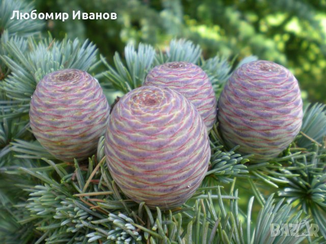 Семена от иглолистни дървета-Секвоя Бор Смърч Кедър Ела Тис Кипарис Туя Криптомерия Гинко, снимка 13 - Сортови семена и луковици - 25642320