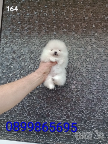 Мини Померани. Реални снимки от днес!!!, снимка 7 - Померан - 53681393