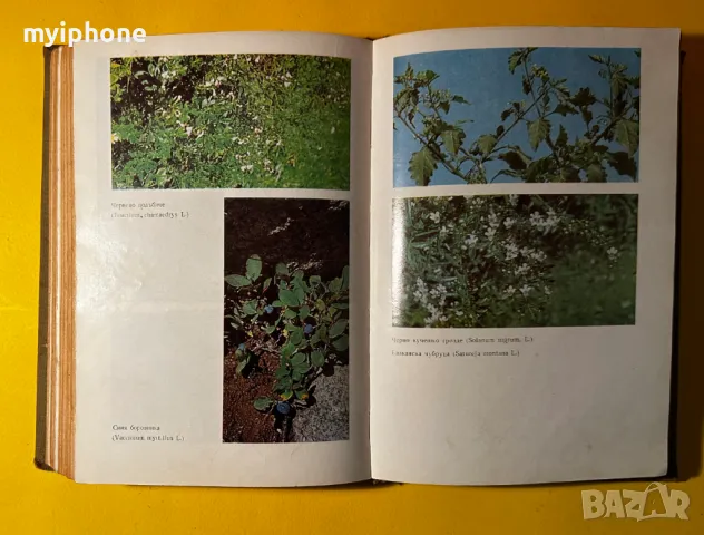 Стара Книга Билките в България и Използването им Иван Исаев, снимка 11 - Специализирана литература - 49430130