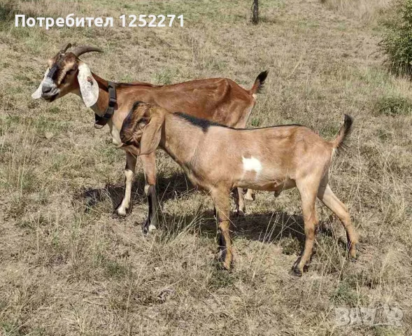 Три чистокръвни англо-нубийски мъжки ярета, снимка 3 - Кози - 55970066