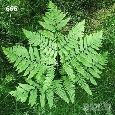 Папрат корени листа за декорация , снимка 2 - Стайни растения - 39674058