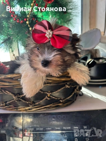 Мъжки мини йорки бивер, снимка 2 - Йоркширски териер - 52937767