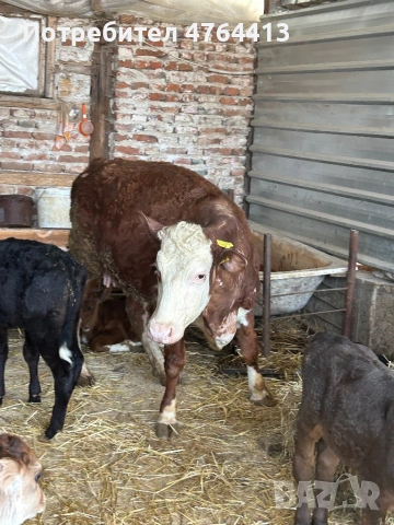 Продавам крави и телета, снимка 2 - Крави - 53828289