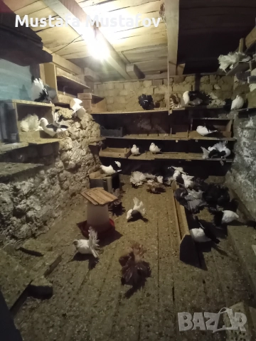 ПРОДАВАМ ФЕНЕРЛИИ , снимка 9 - Гълъби - 52806875