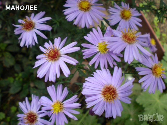 Астри   -звездел, снимка 3 - Градински цветя и растения - 52145609