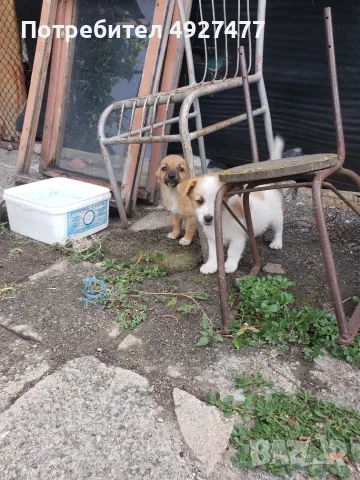 Подарявам малки кученца.. 