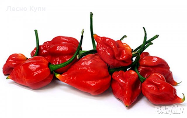 Семена от шестте най-лютите чушки на планетата : 1. Каролина Рийпър (Carolina Reaper) Средна лютивин, снимка 8 - Оранжерии - 31175677