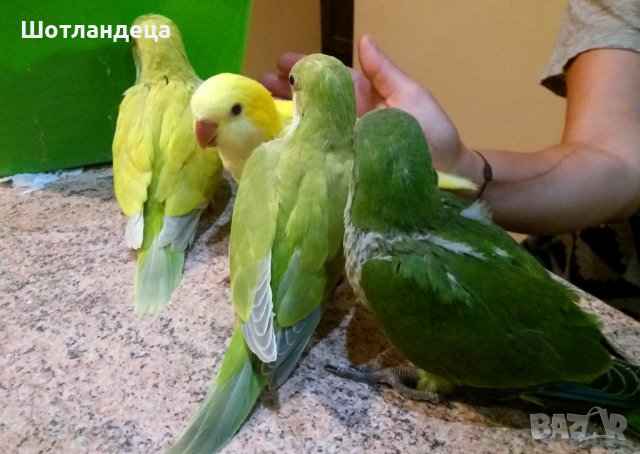 Папагали монах-2025, снимка 5 - Папагали - 41502553