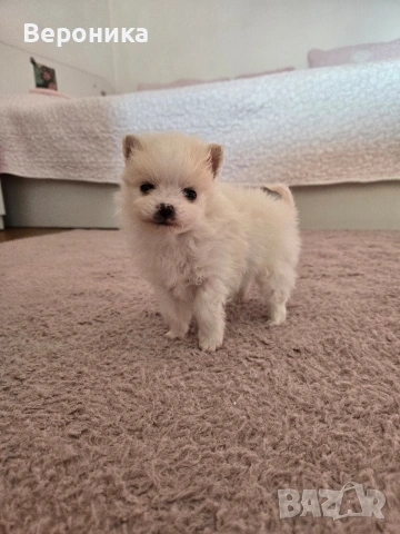 померан момче, снимка 9 - Померан - 53168356