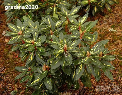 Рододендрон, снимка 7 - Градински цветя и растения - 40040589