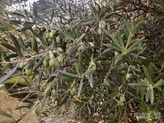 Маслина  ХАЛКИДИКИ(130см) , снимка 2 - Градински цветя и растения - 53666445