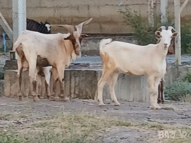 Предлагам две млади кози и един пръч. , снимка 8 - Кози - 55824631