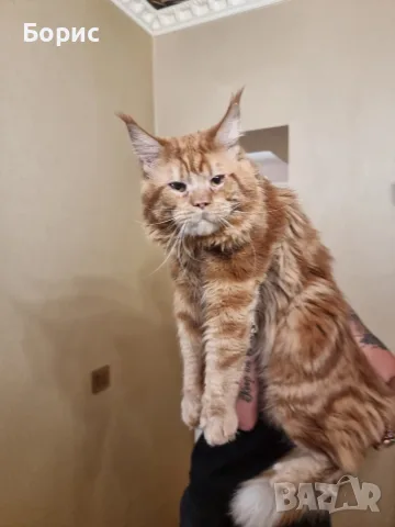 Мейн куун котета, снимка 6 - Мейн кун - 56403645