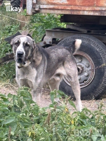 Продавам Мъжки Вълкодав