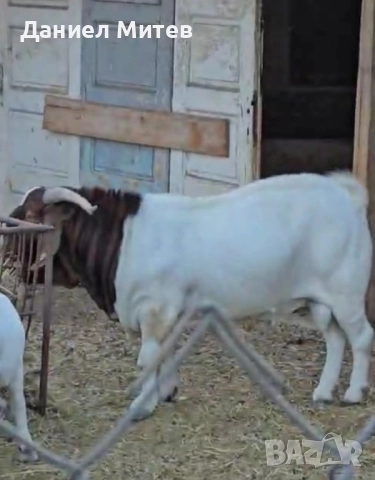 пръч боер, снимка 6 - Кози - 52481992